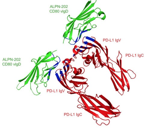 engineered CD80 variant fusion therapeutic davoceticept