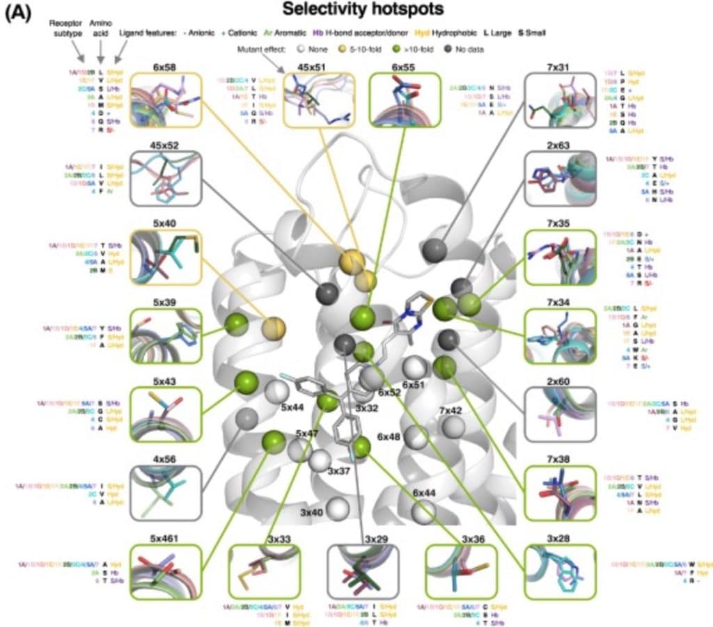 Ligand selectivity hotspots in serotonin GPCRs