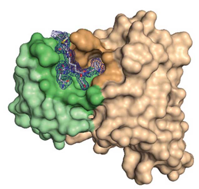 Structure-based engineering of a novel CD3ε-targeting antibody 