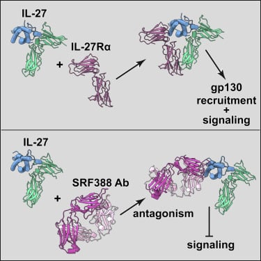 receptor signaling mediated by interleukin-27