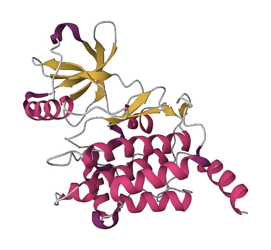 3D structure of TAK1 kinase