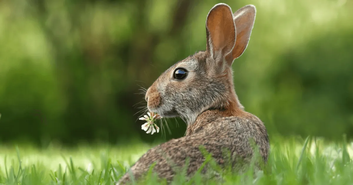Rabbit in a field