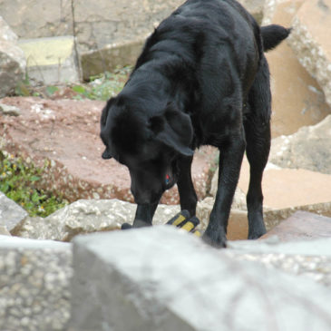 Prova på-dag tjänstehund