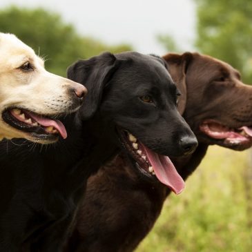 Prova på-dagen för tjänstehund framskjuten