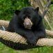 Bears_in_Nests_16