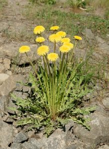 paardenbloem