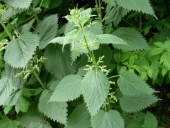 Brandnetel, een plant die bijzonder rijk is aan clorofyl