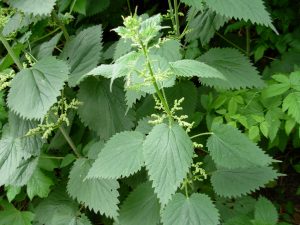 Grote Brandnetel - een veelzijdige plant