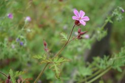 bloem van Robertskruid