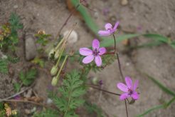Reigersbek bloem