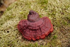 reishi - ganoderma lucidum - gesteelde lakzwam