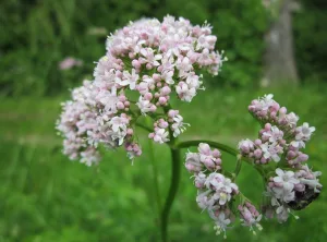 Valeriaantinctuur