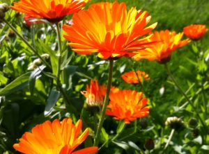 Goudsbloem / Calendula