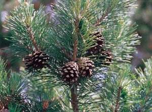 Kerstkoekjes met dennennaalden