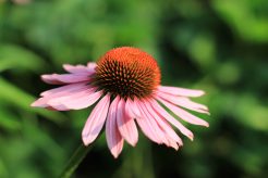 Zonnehoed / Echinacea