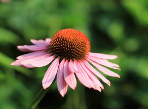 Rode Zonnehoed / Echinacea