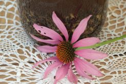 echinacea tinctuur zonnehoed