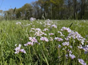 Pinksterbloem