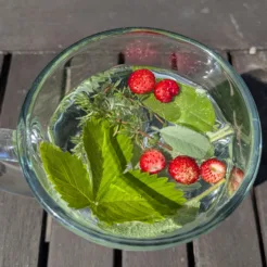 Cursus Deepening sense(s) of herbs - Najaar - Woensdagen