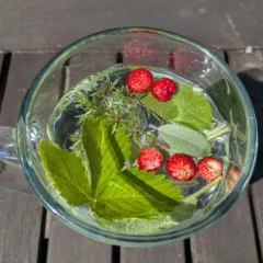 Cursus Deepening sense(s) of herbs – Najaar – Woensdagen