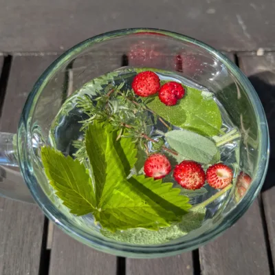 Cursus Deepening sense(s) of herbs – Najaar – Woensdagen