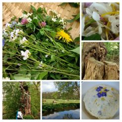 Cursus Making sense(s) of herbs - Pittige variant - Starten op elk moment