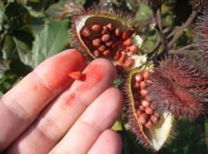 Waarom de oplosbaarheid van plantenstoffen zo belangrijk is