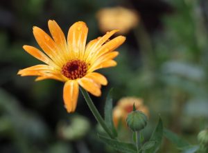 Goudsbloem- of calendulazalf