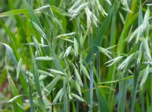 Haver: een plant die verbindt
