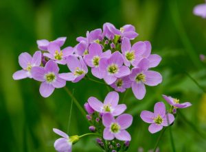 Pinksterbloem