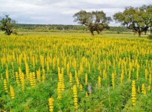 Lupine: plantaardige eiwitbron