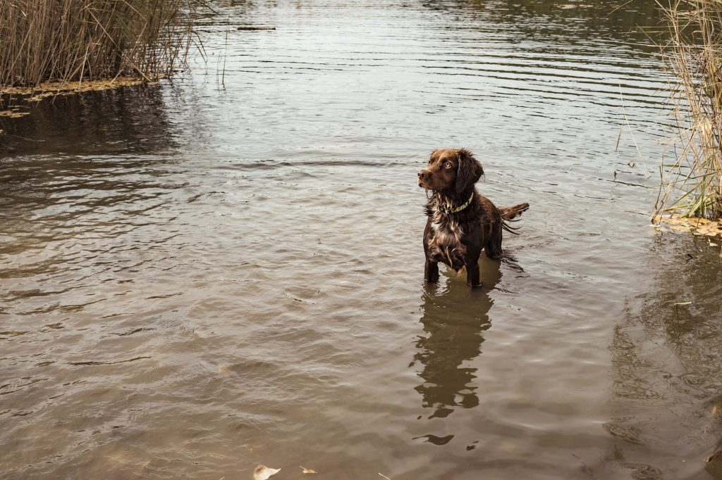 Breton hunting dog