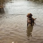 Breton hunting dog