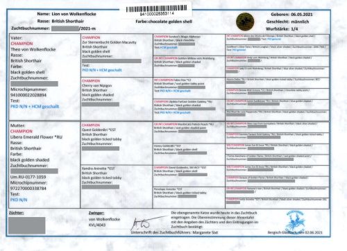 STAMMBAUM-LION-150-3