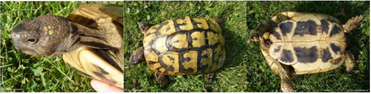 Haltungsempfehlung der Griechischen Landschildkröte – Testudo hermanni