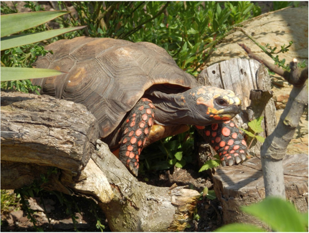 Haltungsempfehlung der Köhlerschildkröte – Chelonoidis carbonarius