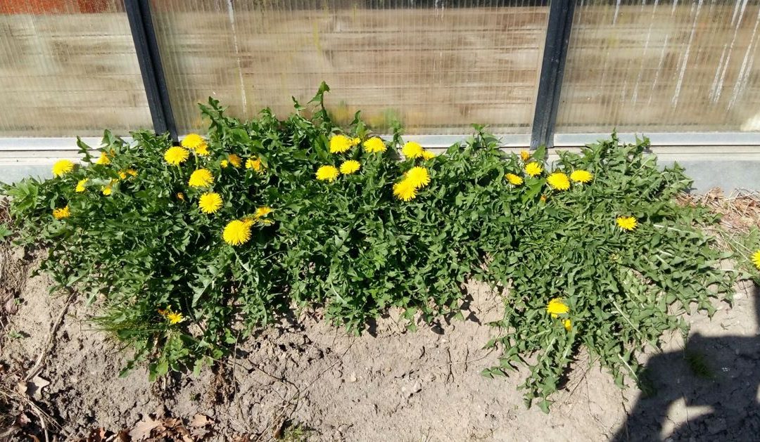 Futterpflanze des Monats April 2017 – Löwenzahn