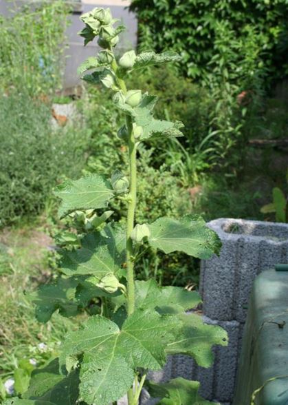 Futterpflanze des Monats September 2017 – Stockrose