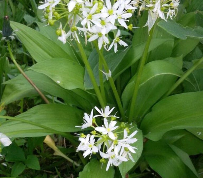 Futterpflanze Bärlauch – Allium ursinum