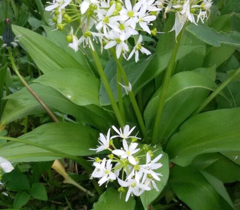 Futterpflanze Bärlauch – Allium ursinum