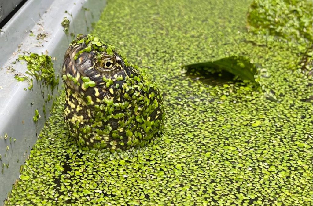 Quo vadis?  Schildkrötenauffangstation Dorsten…