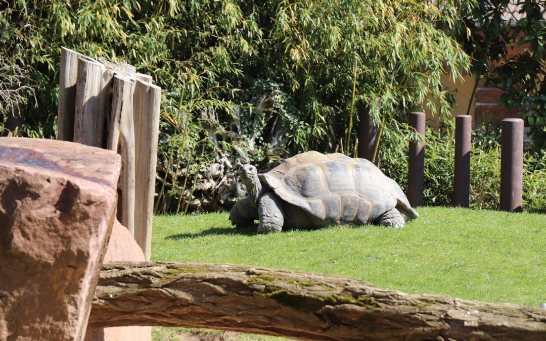 300 Euro für das Riesenschildkrötengehege des Heidelberger Zoos