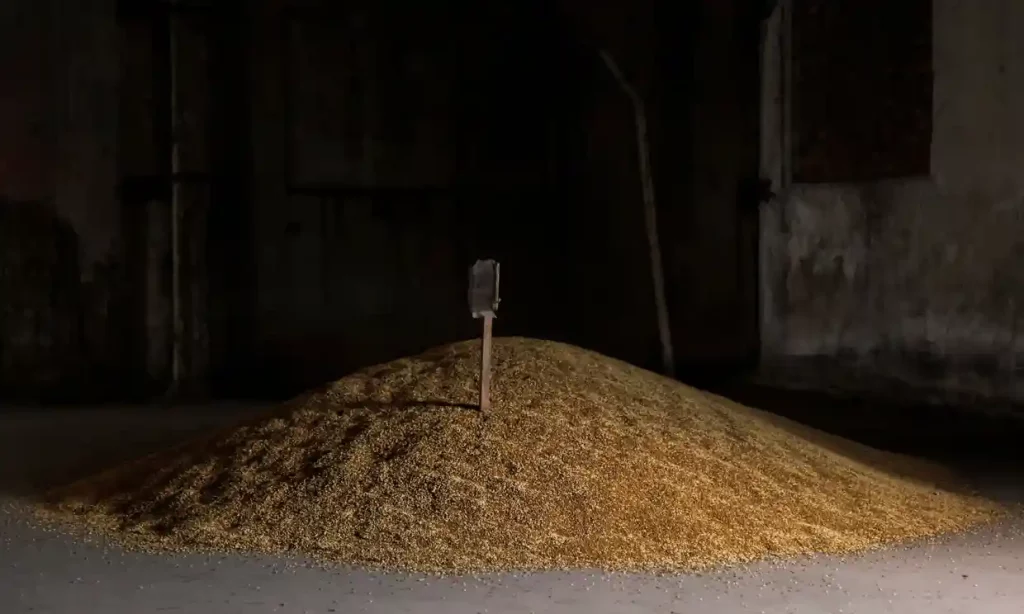 Wheat grain is pictured at a warehouse in Bashtanka, Mykolaiv region, as Russia's attacks on Ukraine continue. Photograph: Edgar Su/Reuters