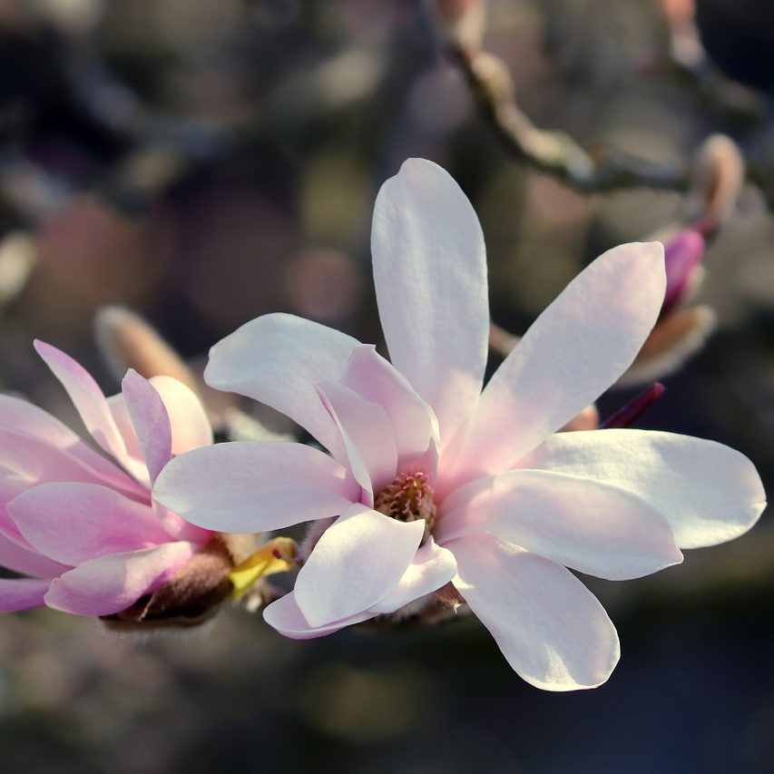 magnolia-4978204_1280