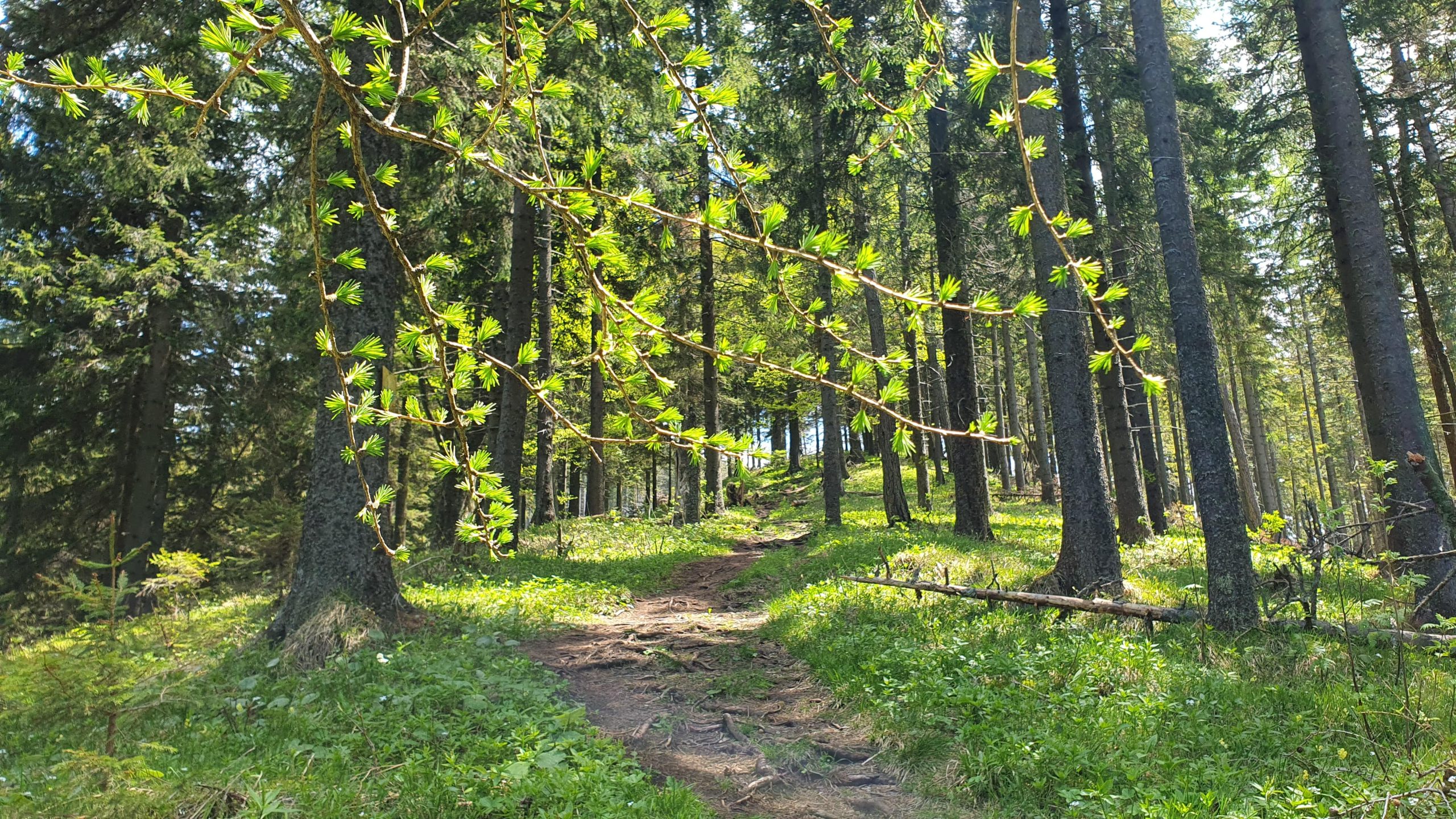 Waldweg im Früfling