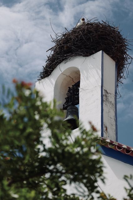 storchenbaby auf dem kirchturm