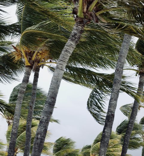 palmen im wind