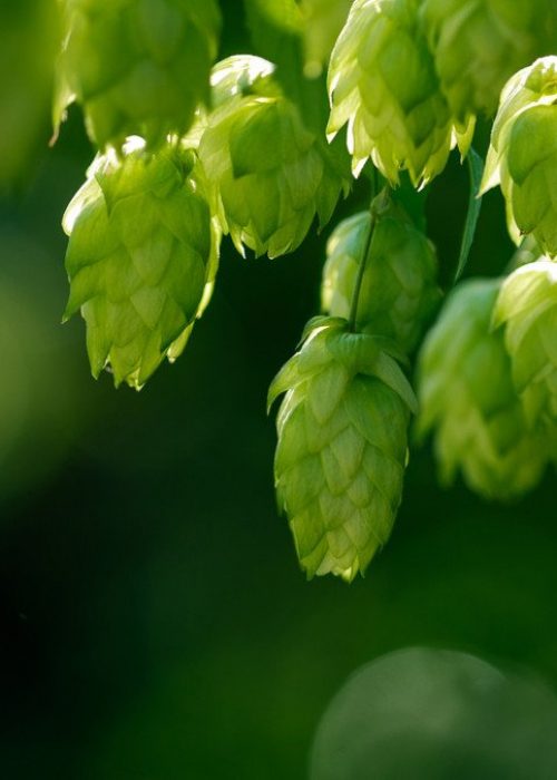 hopfen