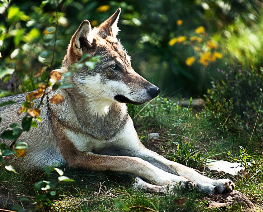 Tierbeobachtung