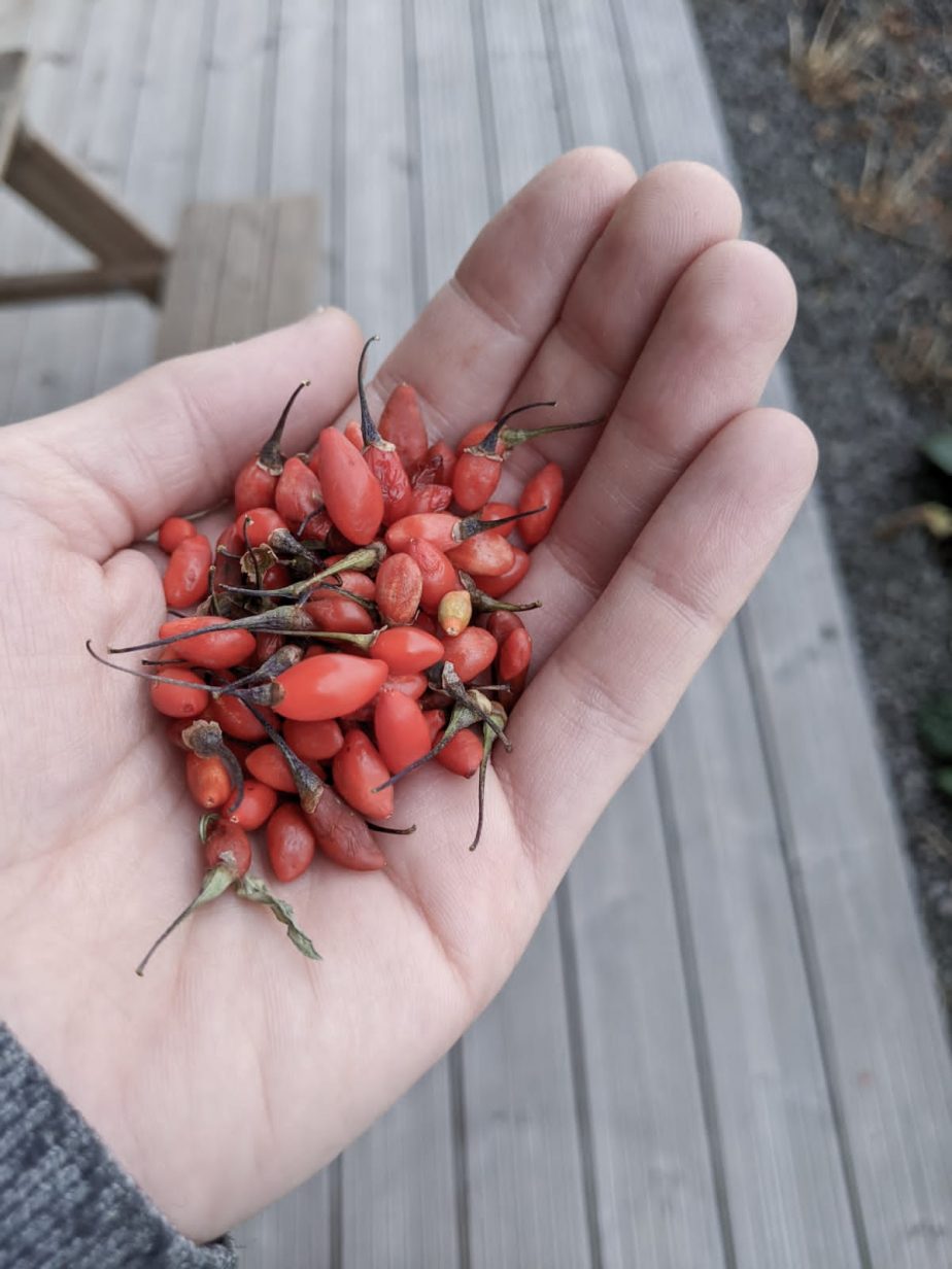 Superfood aus Fernost oder was die Goji-Beere mit unserer heimischen Natur zu tun hat.